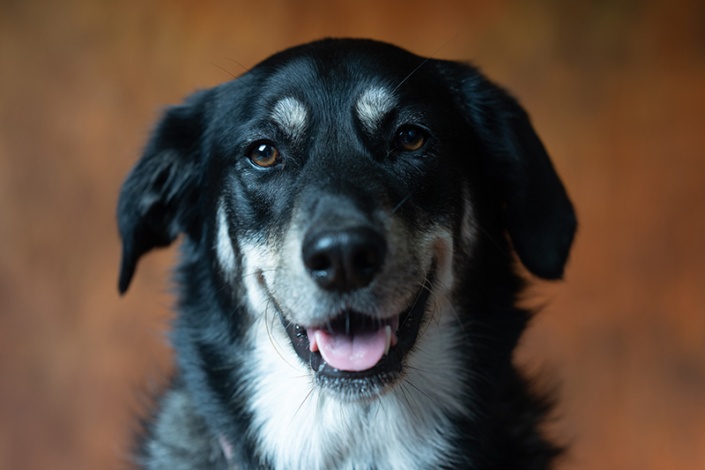 Dierenfotografie Intratuin Soll Created